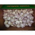 Normal White Garlic In Carton New Crop